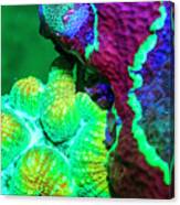 Sinuous Coral, Day Fluorescing, Palau Canvas Print