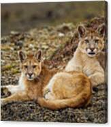 Six Month Old Mountain Lions, Patagonia Canvas Print