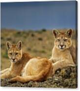 Six Month Old Mountain Lions Canvas Print