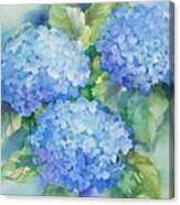 Sky Blue Hydrangeas Canvas Print
