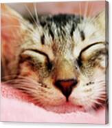 Sleeping Kitten Canvas Print