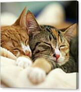 Sleeping Kittens Canvas Print