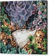 Small Succulent Garden Canvas Print