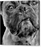 Smug Pug Canvas Print