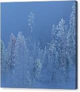 Snow Covered Trees In Fog Yellowstone National Park Wyoming Canvas Print