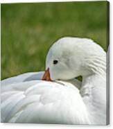 Snow Goose 5031-022419 Canvas Print