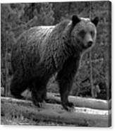 Snow - The Yellowstone Grizzly Sow Black And White Canvas Print