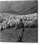 Snowdonia Sheep Canvas Print