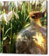 Snowdrop Flowers And Old Glass Jar With Sunlight Canvas Print
