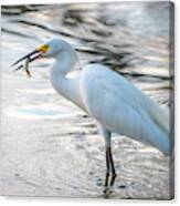 Snowy Egret With Dinner Canvas Print