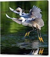Snowy Egrets 8233-061819 Canvas Print
