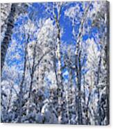 Snowy Forest And Blue Skies Canvas Print