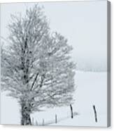 Snowy Tree - 5 Canvas Print