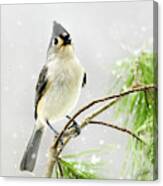 Snowy Winter Songbird Canvas Print