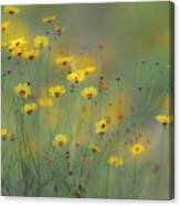 Soft Focus View Of Coreopsis Flowers Canvas Print