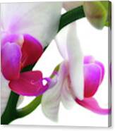 Soft Glow Pink Orchid Canvas Print
