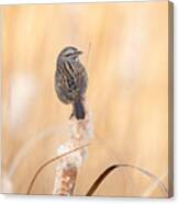 Song Sparrow - Enjoying Winter Morning Sun Canvas Print