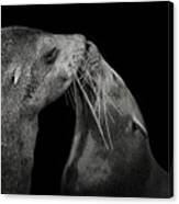 South African Fur Seal In Love Canvas Print