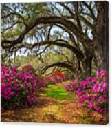 South Carolina Spring Flowers Canvas Print