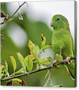 Spectacled Parrotlet Orquideas Del Tolima Ibague Colombia Canvas Print