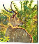 Spiral Horned Antelope Canvas Print