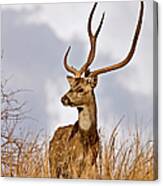 Spotted Deer In Ranthambhore Canvas Print