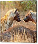 Spotted Hyena Sharing Food -south Africa Canvas Print