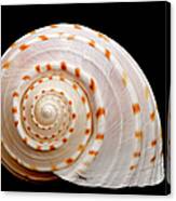 Spotted Sea Snail Shell Canvas Print