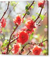 Spring Blooming Tree In The Sunlight Canvas Print