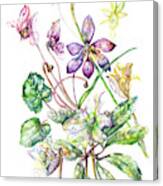 Spring Flowers, Cyclamen, Hellebore, Daffodils Canvas Print