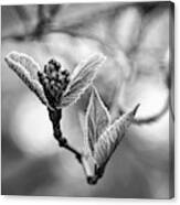 Spring In The Branches Black And White Canvas Print
