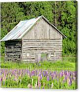 Spring Lupine Farm 20 Canvas Print