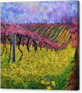 Spring Vineyard Canvas Print
