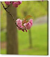 Springtime Blossoms In Central Park Canvas Print