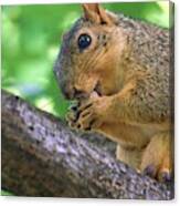 Squirrel Eating A Nut In A Tree Canvas Print