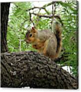 Squirrel In A Tree Canvas Print