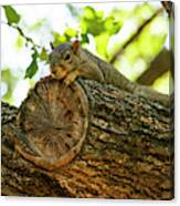 Squirrel With A View Canvas Print
