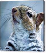 Squirrel With Nose In The Air Canvas Print