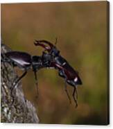 Stag Beetles, Lucanus Cervus Canvas Print