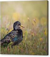 Starling With A Mouthful Canvas Print
