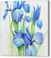 Stems Of Blue Iris Canvas Print