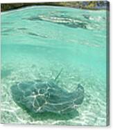 Stingray Canvas Print