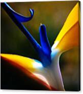 Strelicium Flower Closeup Macro Canvas Print