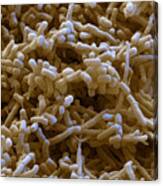 Streptomyces Sp., Sem Canvas Print