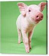Studio Cut Out Of A Piglet Standing Canvas Print