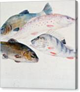 Study Of Fish Two Tench, A Trout Canvas Print