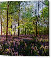 Stunning Bluebells Woodland At Sunrise Canvas Print