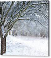 Stunning Forest Snow Winter Scene Canvas Print