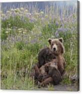 Such A Relaxed Momma Bear Canvas Print