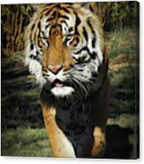 Sumatran Tiger Face To Face Canvas Print